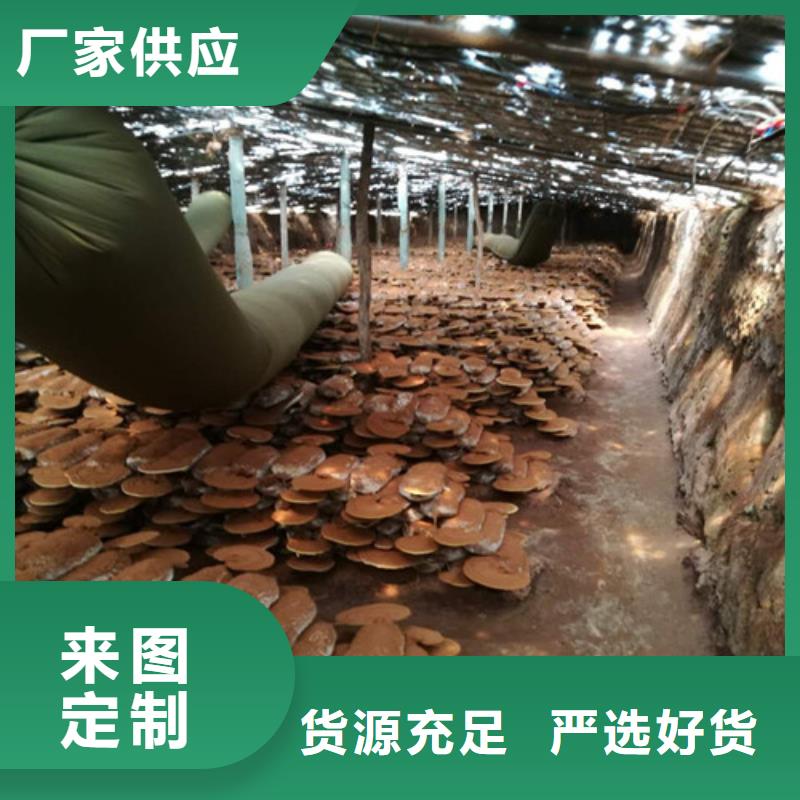 靈芝孢子、靈芝孢子生產(chǎn)廠家-值得信賴