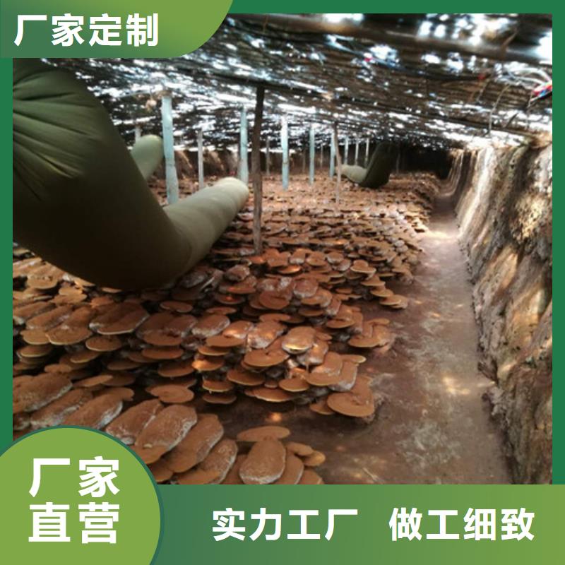 破壁靈芝孢子粉廠家-只為制造精品