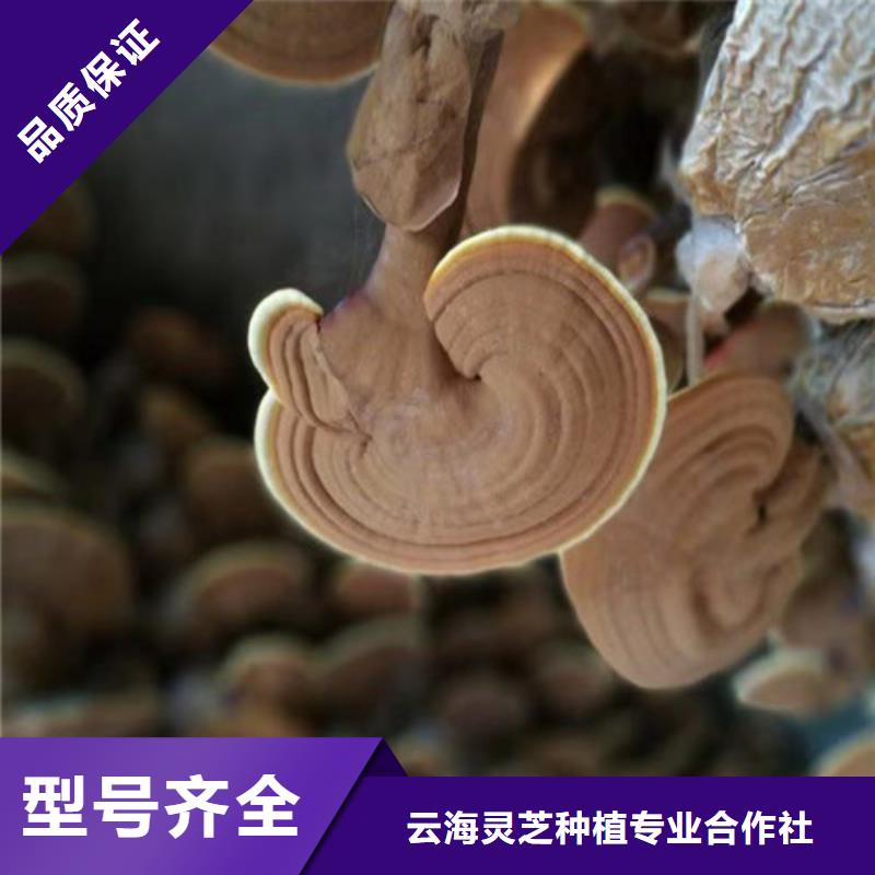 靈芝超微粉規格齊全的廠家
