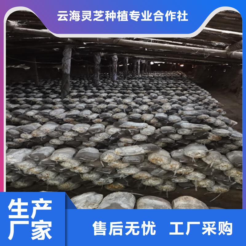 靈芝超細粉廠家-為您服務