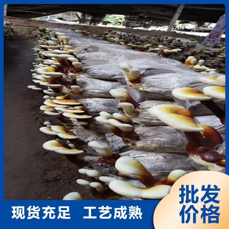 靈芝粉多少錢