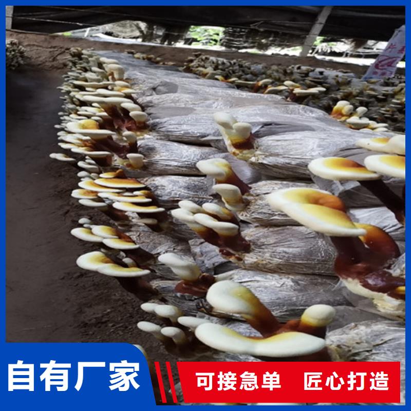靈芝超細粉-常規(guī)貨源當天發(fā)出