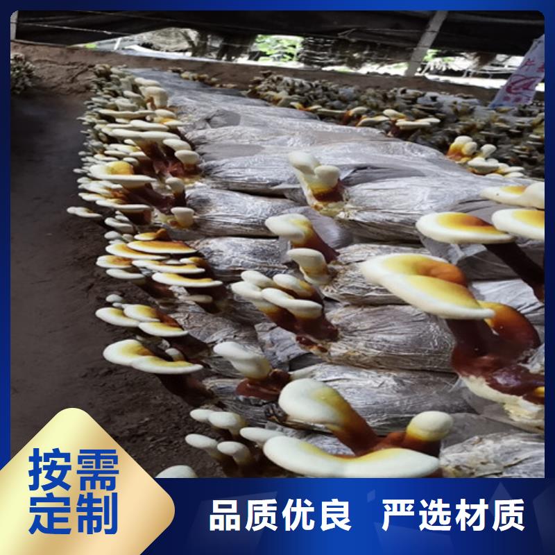 本地的
靈芝孢子粉實體廠家