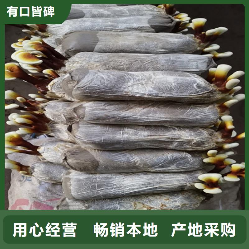 供應靈芝孢子的經銷商