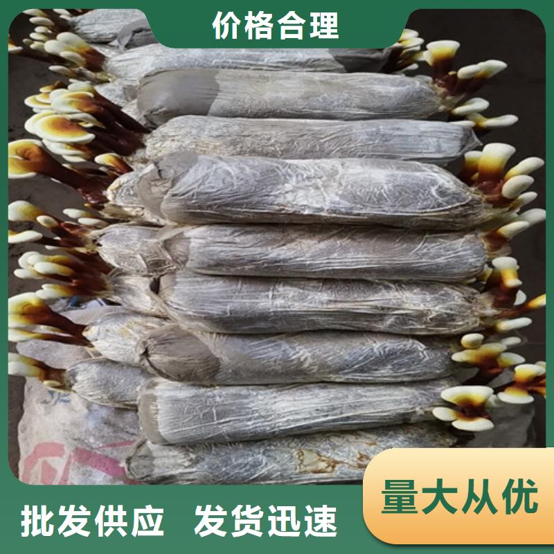 桐柏靈芝菌種吃的方法