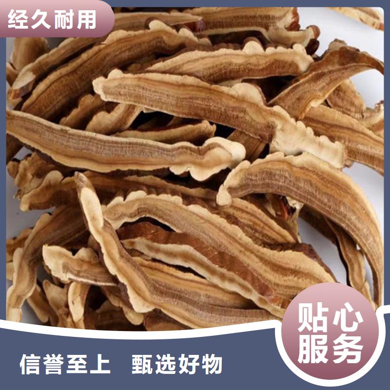 2025報價快的#靈芝粉#廠家