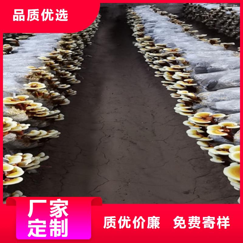 
孢子靈芝免費拿樣