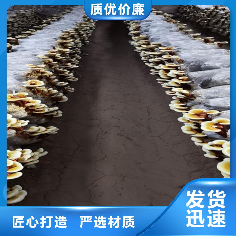 靈芝切片廠家供應