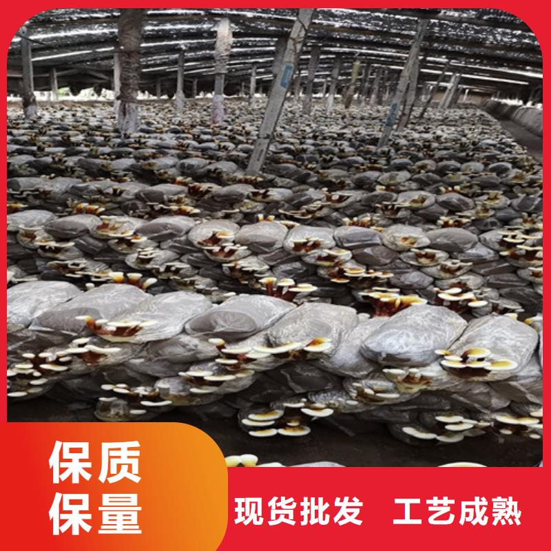 新鮮靈芝哪種好