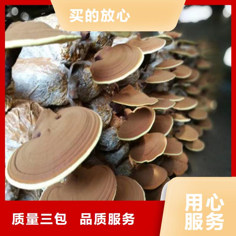 靈芝怎么保存