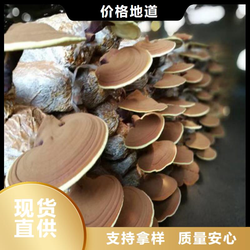 灵芝孢子粉哪家好