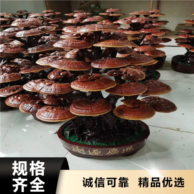 靈芝超微粉廠家-做工精細