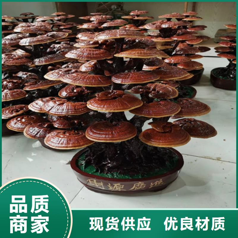靈芝孢子、靈芝孢子生產(chǎn)廠家-值得信賴