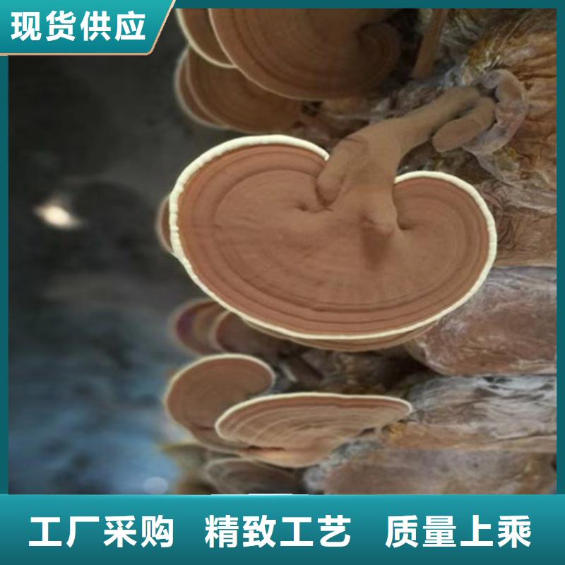 靈芝孢子粉市場報價