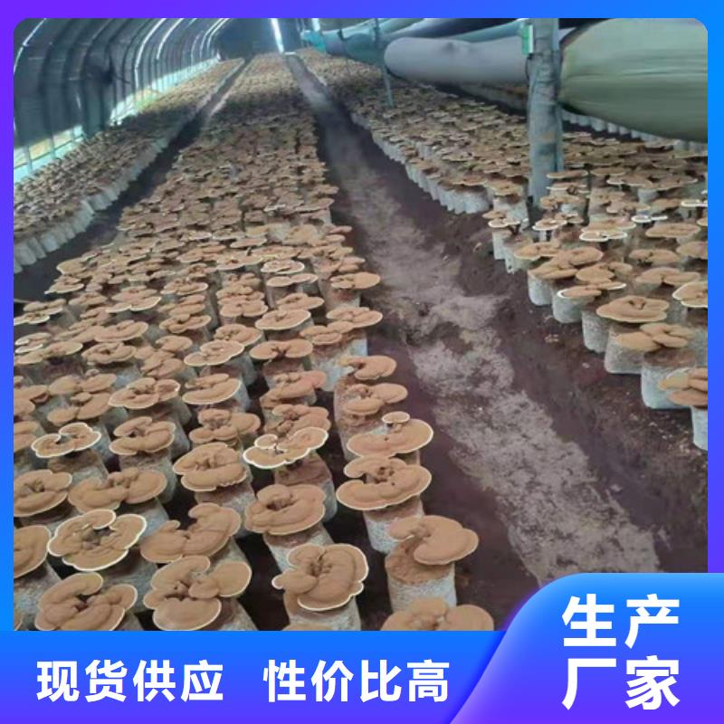 懷來泡酒靈芝生產廠家