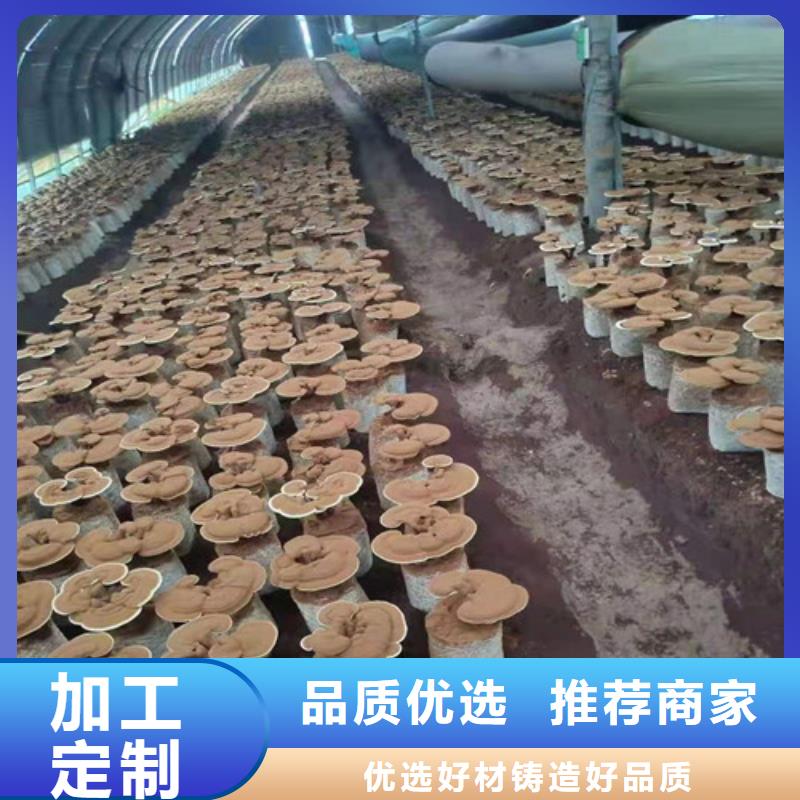 破壁靈芝孢子粉價格