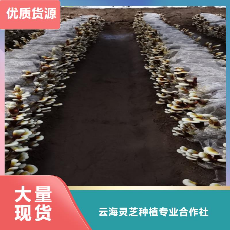 買靈芝超微粉
到云海靈芝種植專業(yè)合作社