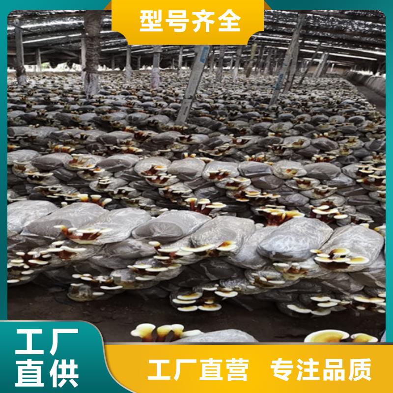 
靈芝孢子粉找云海靈芝種植專業合作社