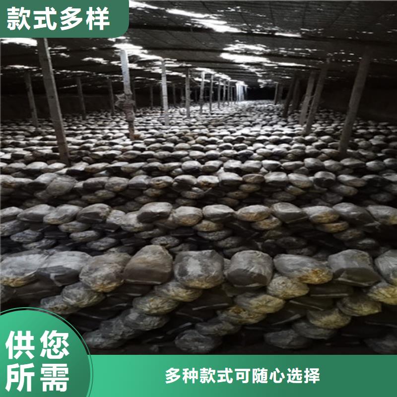 靈芝粉、靈芝粉生產廠家—薄利多銷