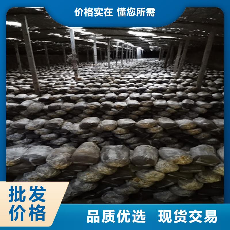 靈芝超微粉規格齊全的廠家