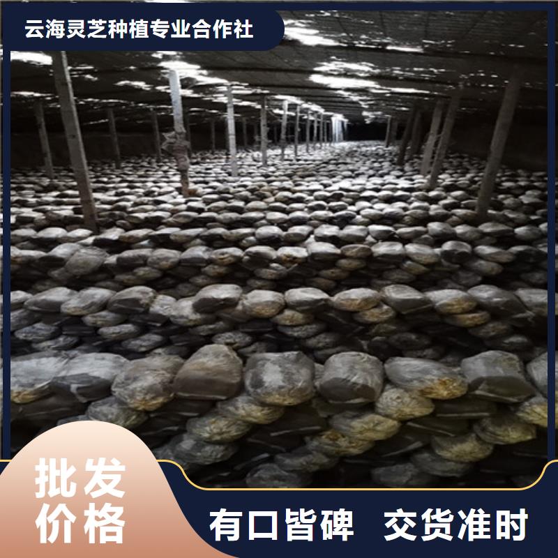 始興破壁靈芝孢子粉哪種好
