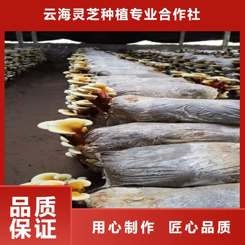 萬全椴木靈芝吃的方法