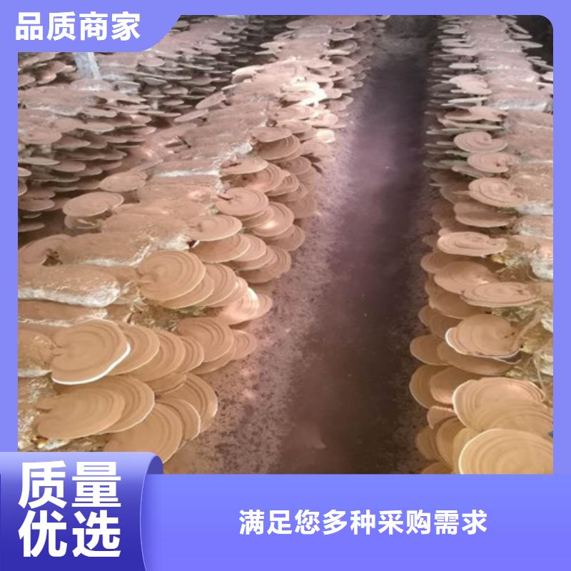 靈芝孢子粉廠家價格