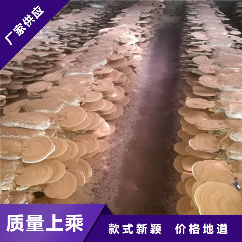 康保濕靈芝哪種好