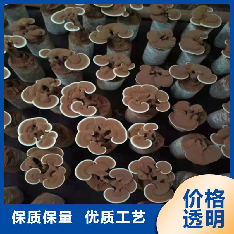 萬全煲湯靈芝哪種好