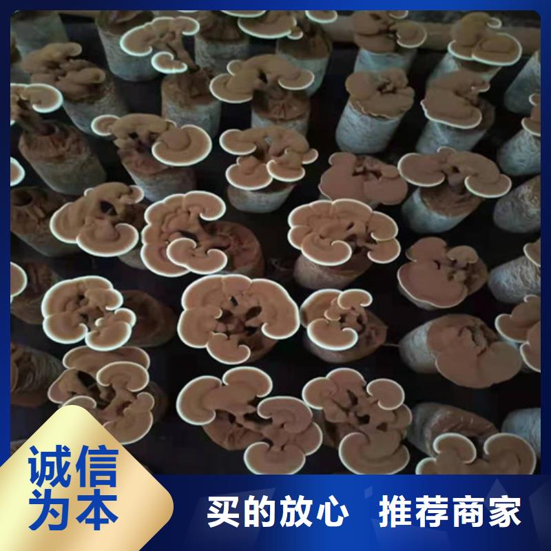 靈芝超微粉廠家，直銷