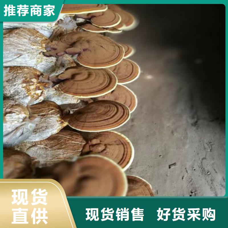 靈芝粉哪種好