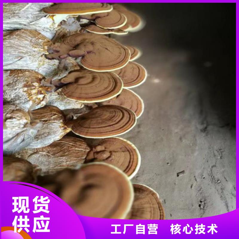 靈芝孢子粉多少錢一斤