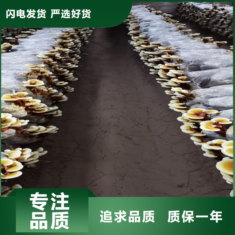 七星關靈芝切片是什么味道