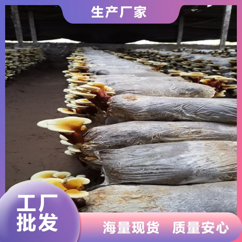 靈芝哪里有賣