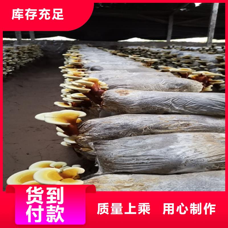 靈芝孢子粉多少錢一斤