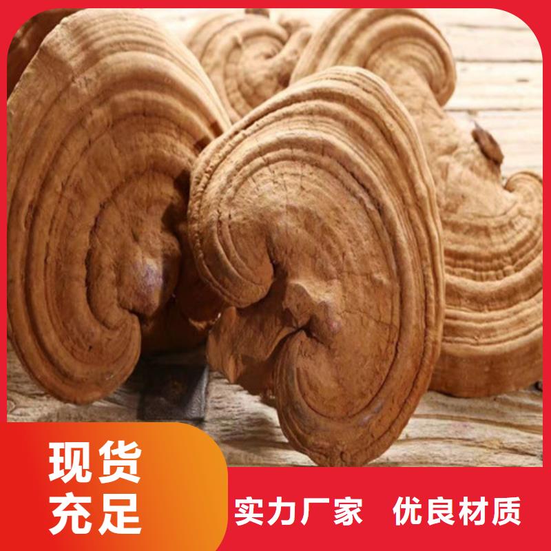 新鮮靈芝哪種好