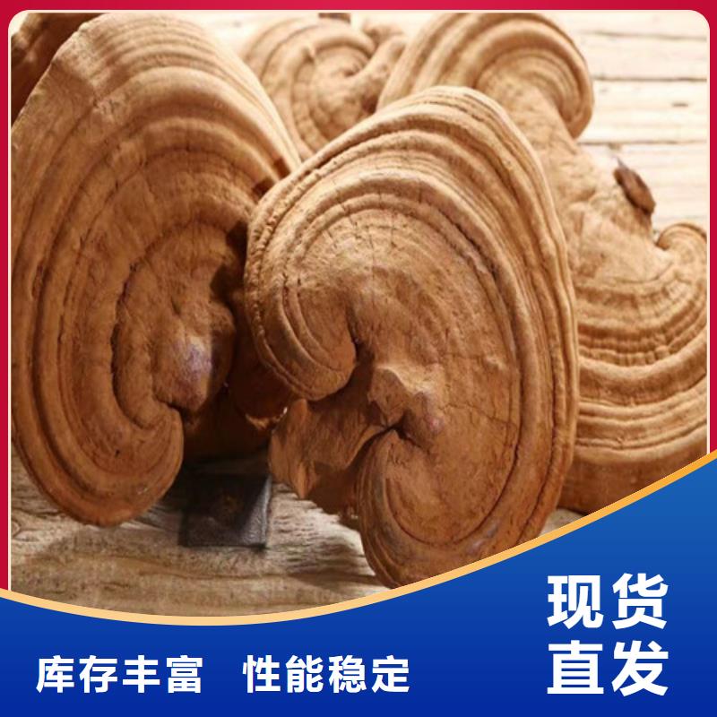 破壁靈芝孢子粉不怕同行比質量