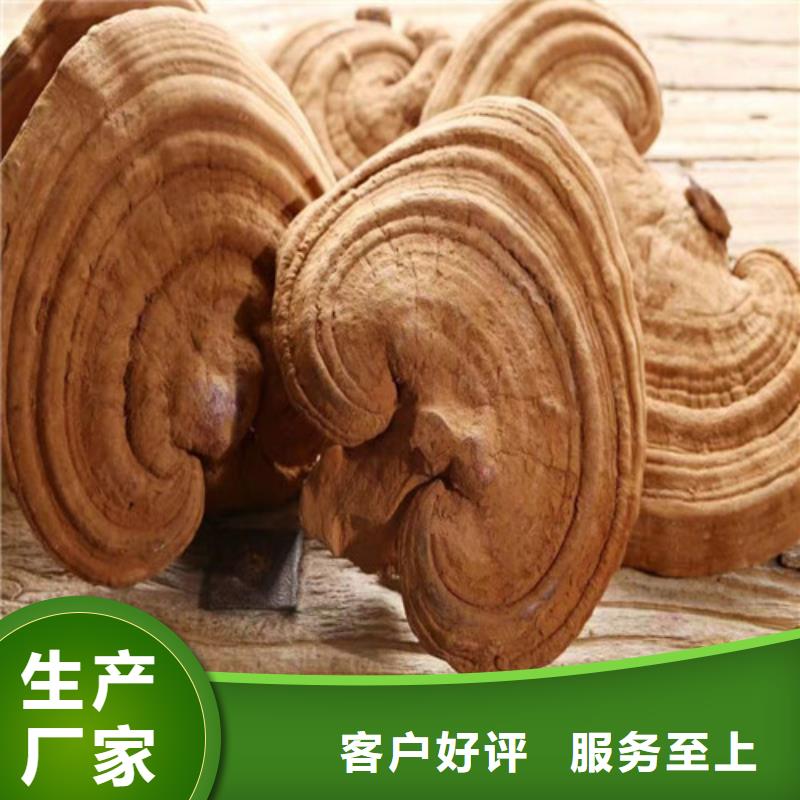 沽源縣靈芝批發