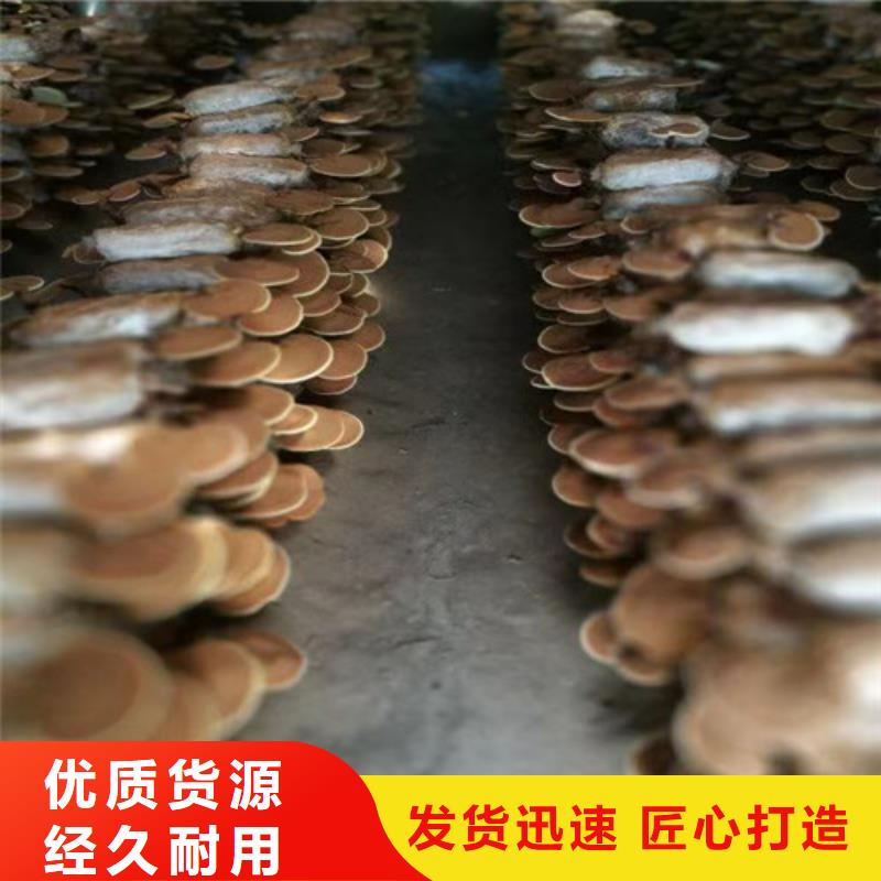 靈芝孢子粉產(chǎn)品實(shí)拍圖