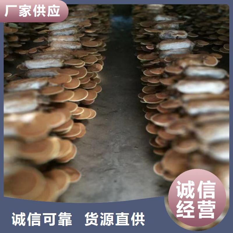 
孢子靈芝非標定制