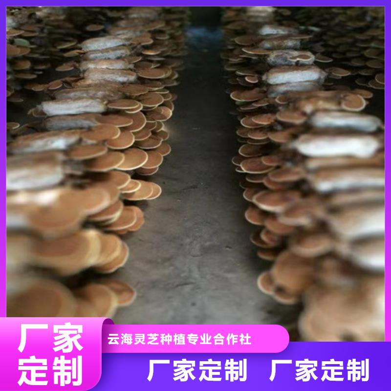 靈芝粉哪種好