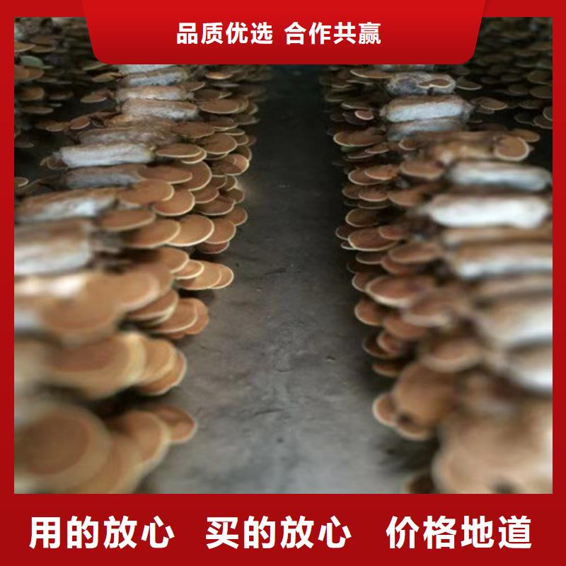 靈芝粉多少錢