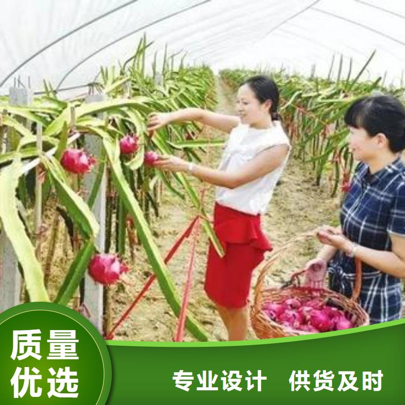 曲陽縣西瓜大棚鋼架
