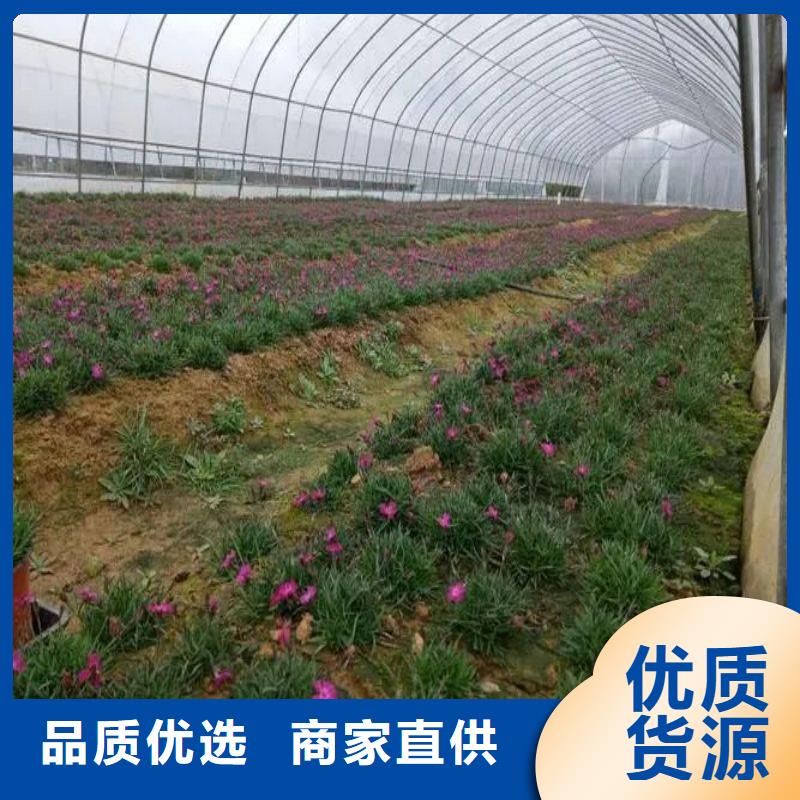 臨邑聯棟大棚質量可靠