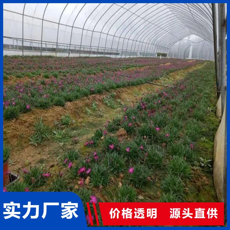 革吉縣大棚骨架怎么賣