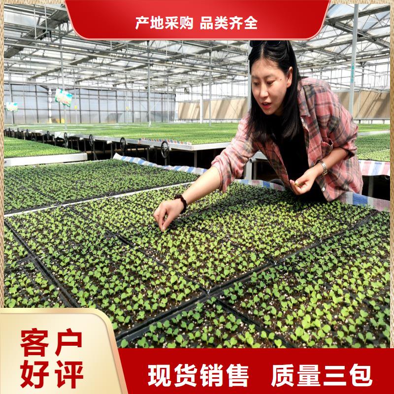 豐潤區溫室連棟大棚管安裝及配件怎么買