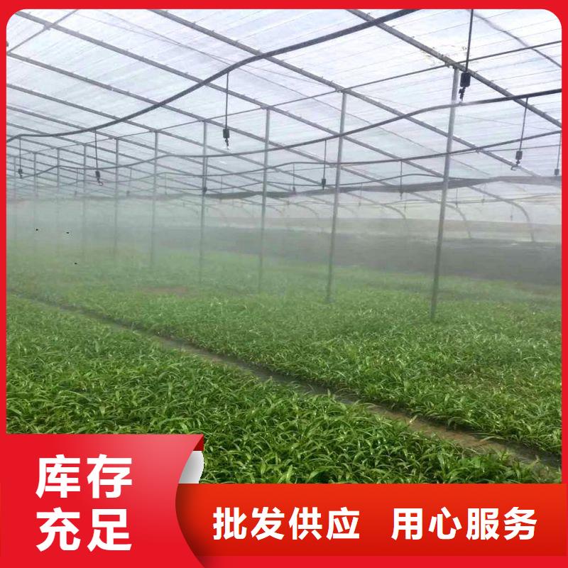 鐵東區小口徑大棚管價格
