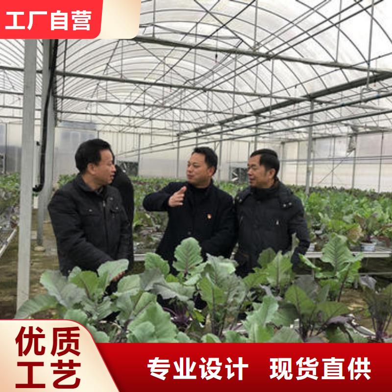 新田縣水果連棟薄膜溫室大棚成本