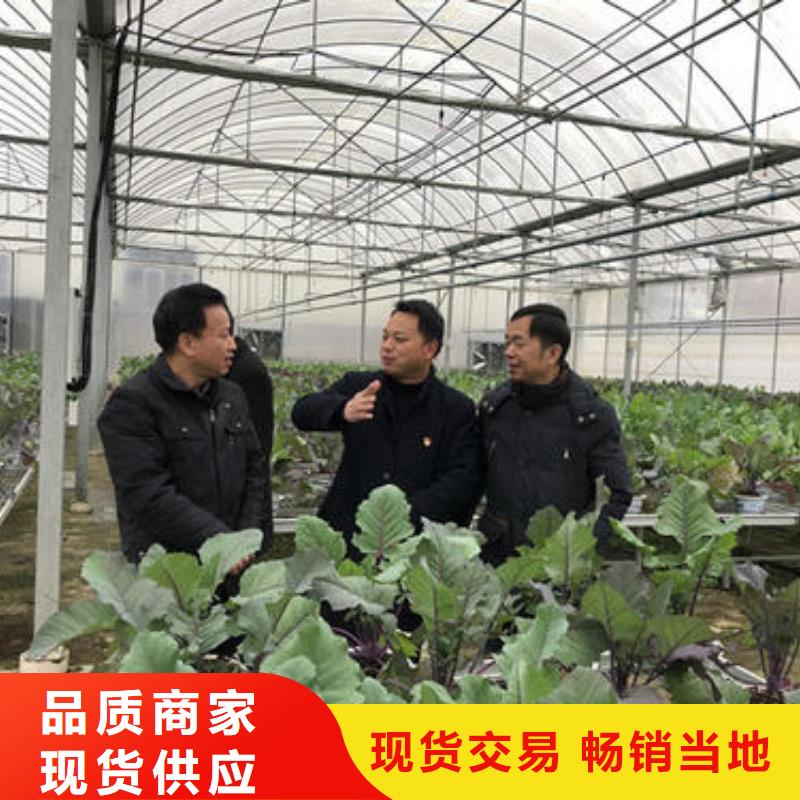 连体大棚视频-连体大棚|新余市|分宜|渝水|景德镇|萍乡|宜春|九江|赣州|南昌|吉安