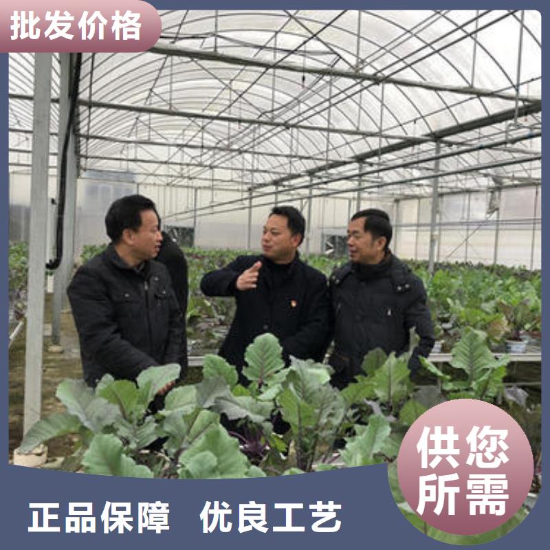 q195材质养鸡大棚管价格